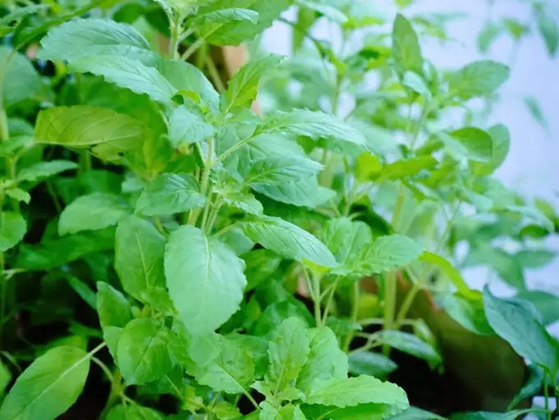 TULSI PLANT Holy Basil Indian Basil Plant Ayurvedic Herbs Etsy