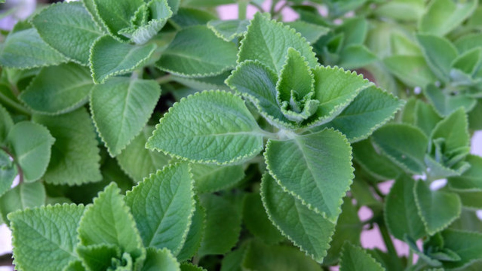 CUBAN OREGANO PLANT Broadleaf Thyme Potted Plant Indian Etsy