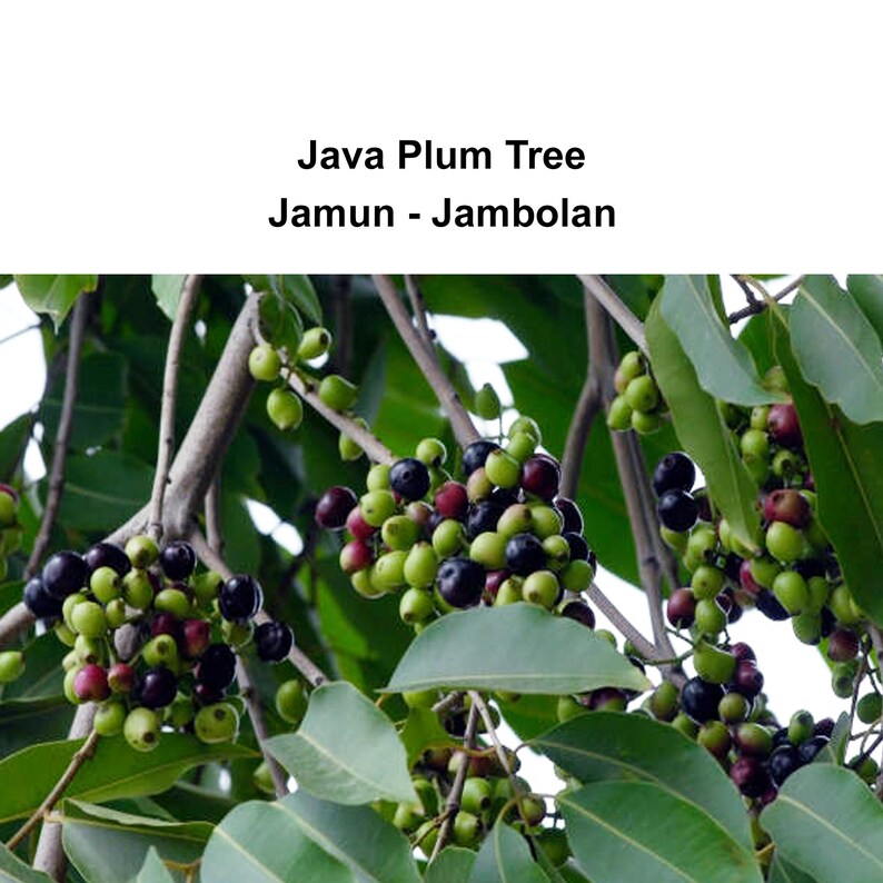 Jamun Tree Java Plum Duhat Fast Growing Tree Very Etsy