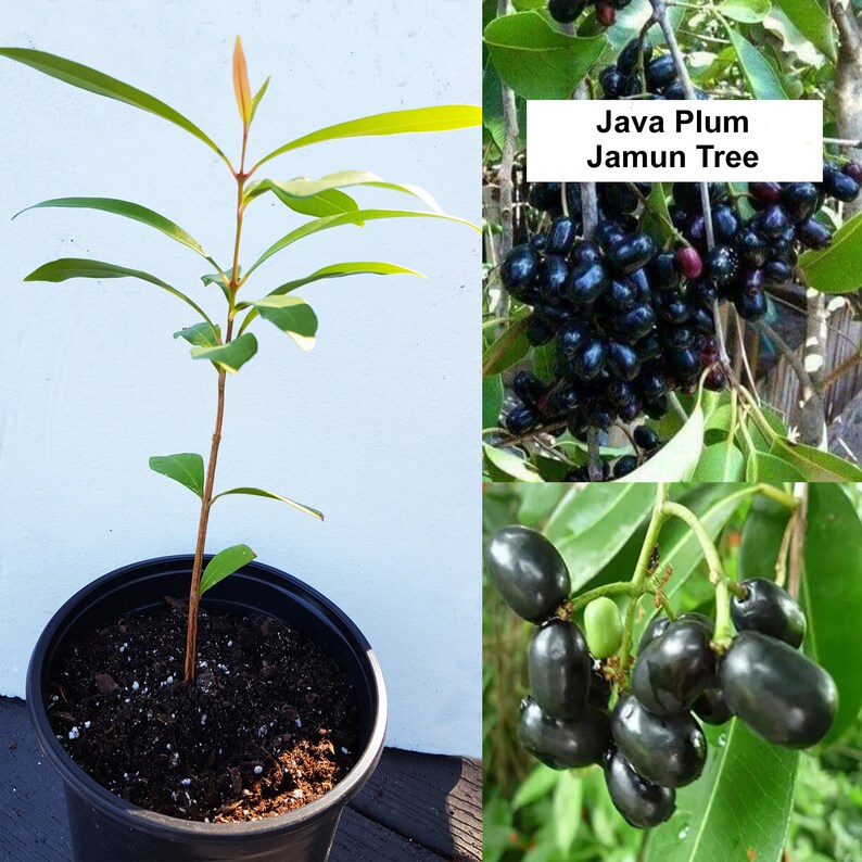 Jamun Tree Java Plum Duhat Fast Growing Tree Very Etsy