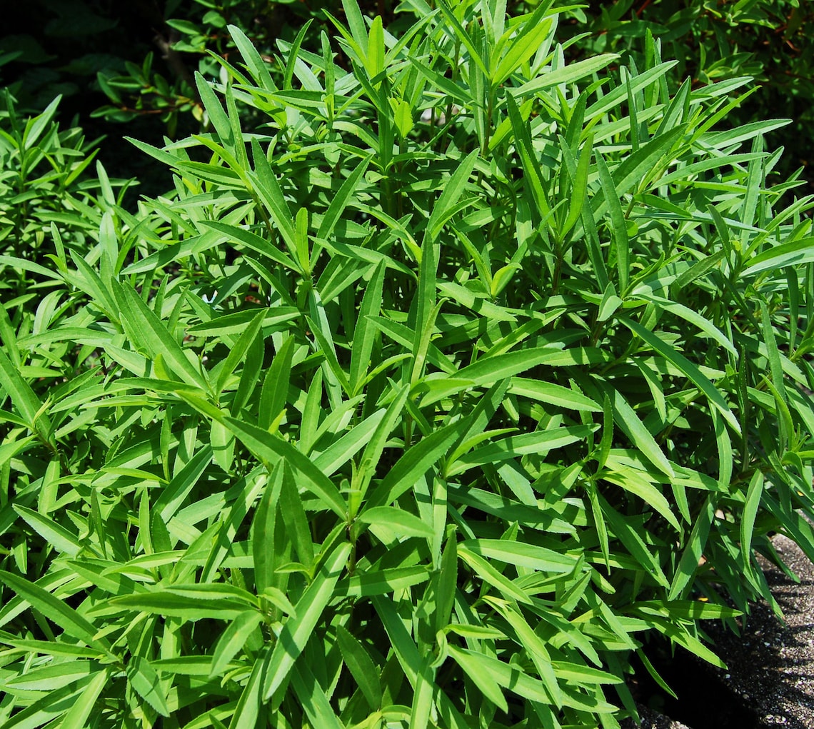 TARRAGON PLANT Mexican Tarragon Estragon Tarragon Herb Etsy