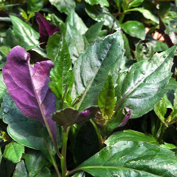 Okinawa Spinach Plant Gynura Bicolor Plants Japanese Spinach Etsy