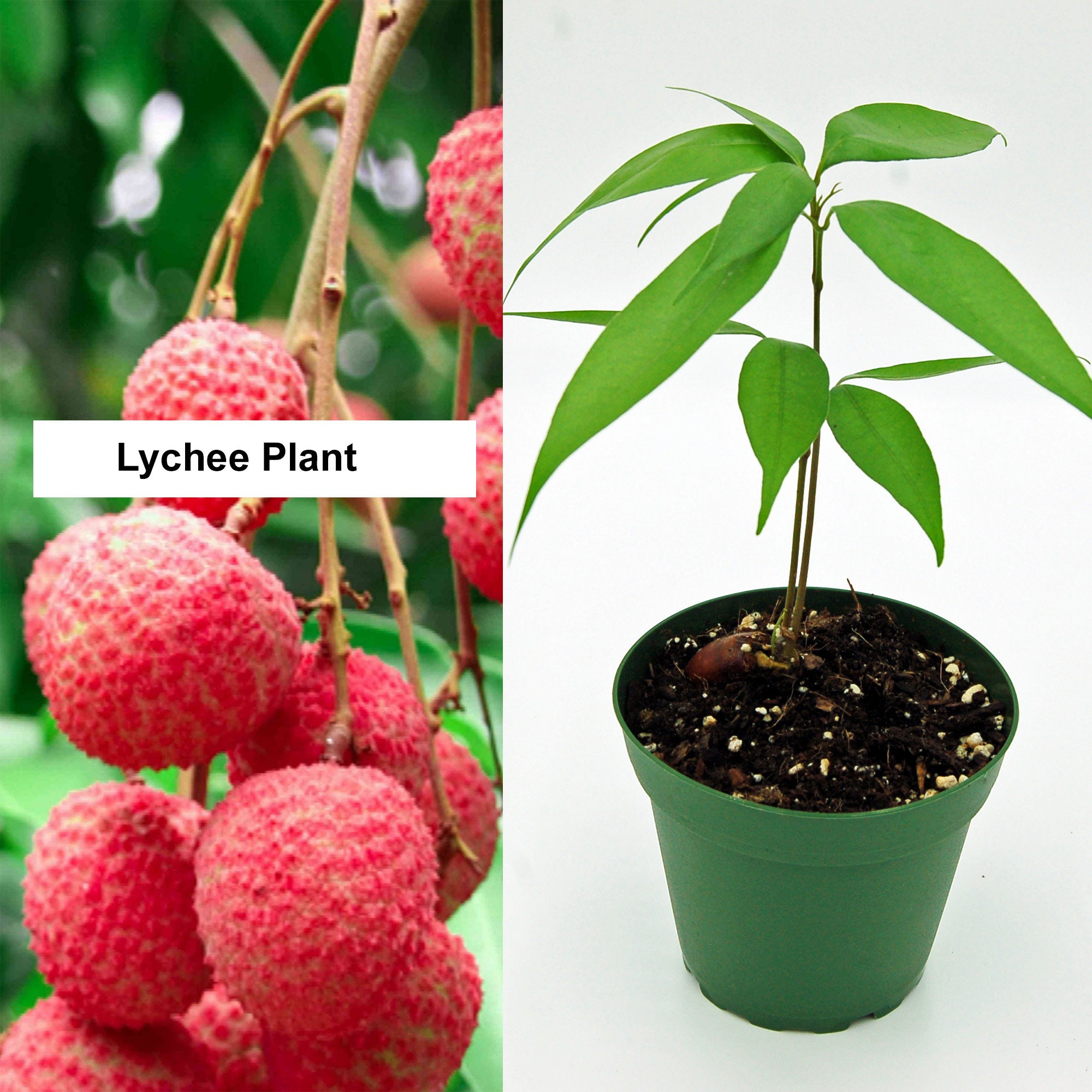 LYCHEE TREE Free Lychee Nut Plant Lychee Fruit Etsy Denmark