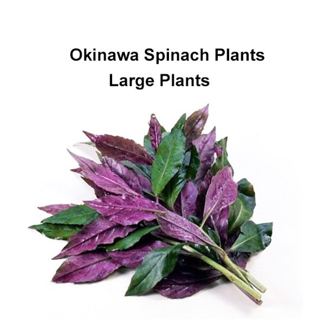 OKINAWA SPINACH PLANT Gynura Bicolor Plants Japanese Spinach Etsy