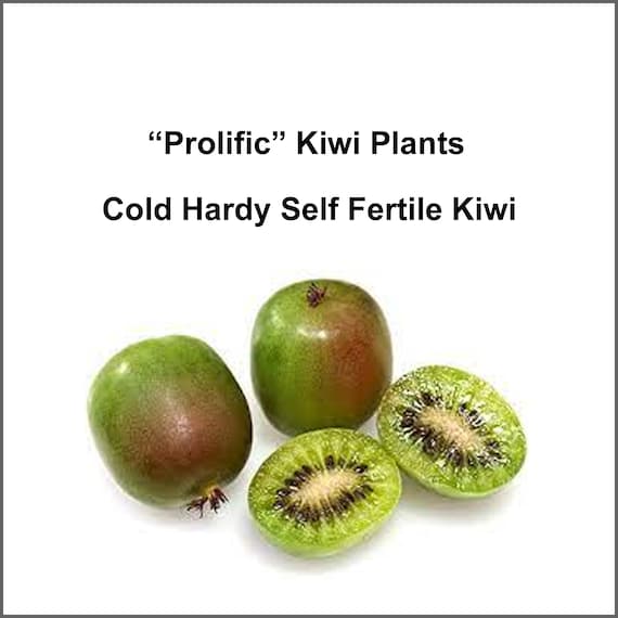 Prolific Cold Hardy Kiwi Self Fertile Kiwi No Need for a Etsy