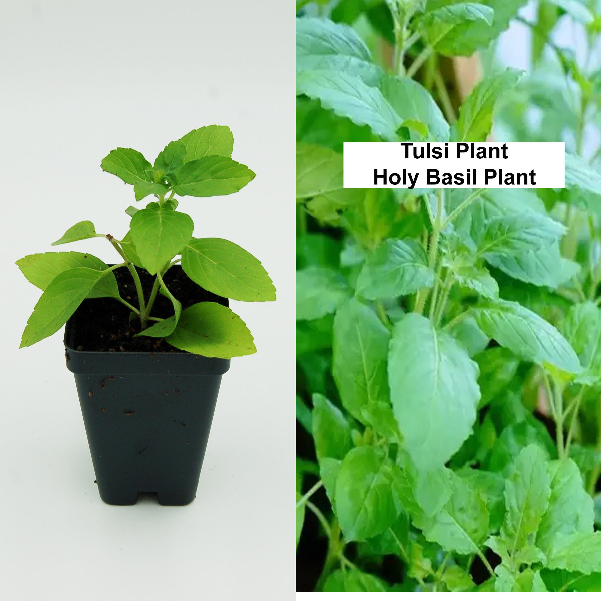 TULSI PLANT Holy Basil Indian Basil Plant Ayurvedic Herbs Etsy