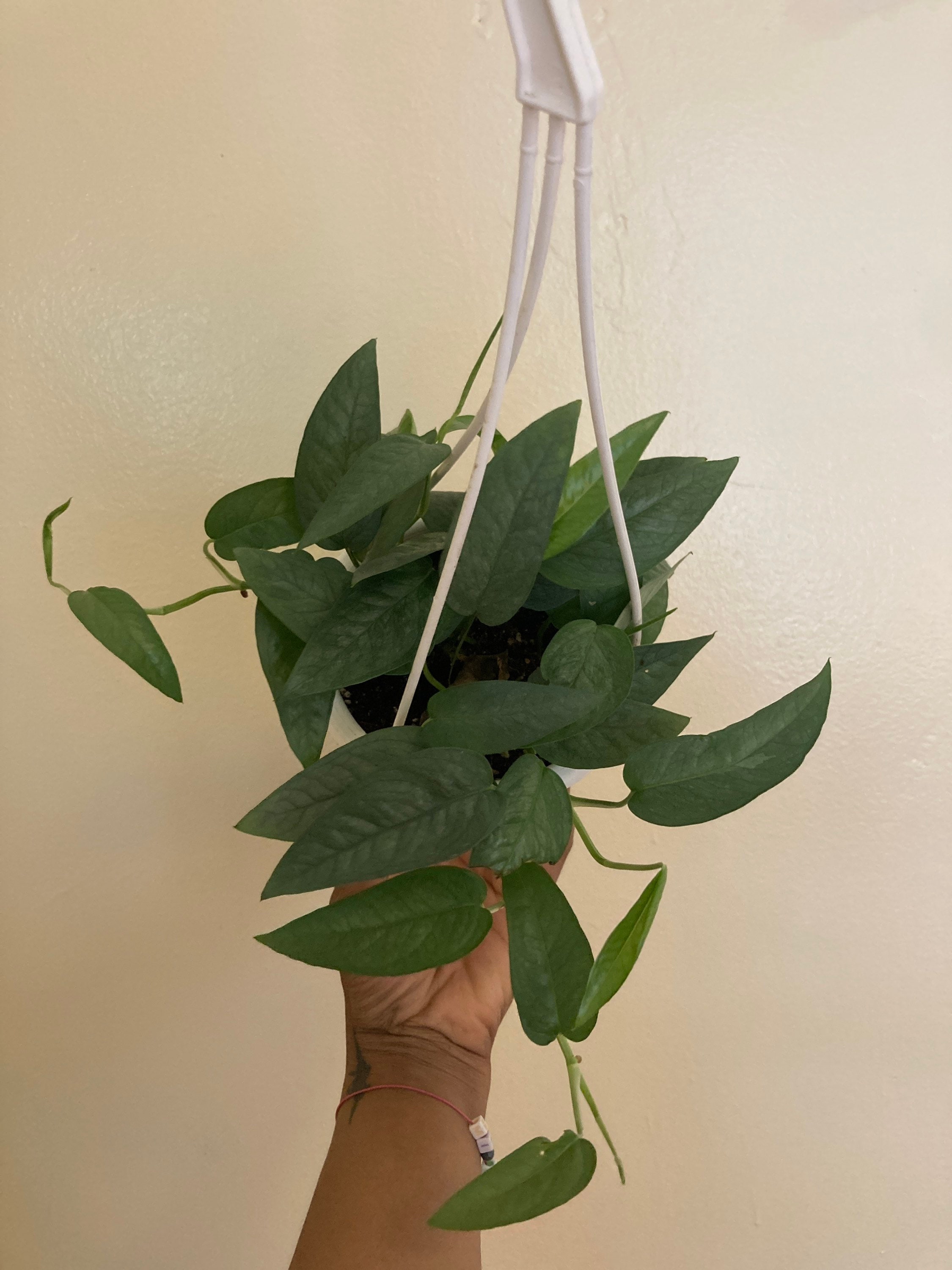 Cebu Blue in 4 inch hanging planter. Live plant. New