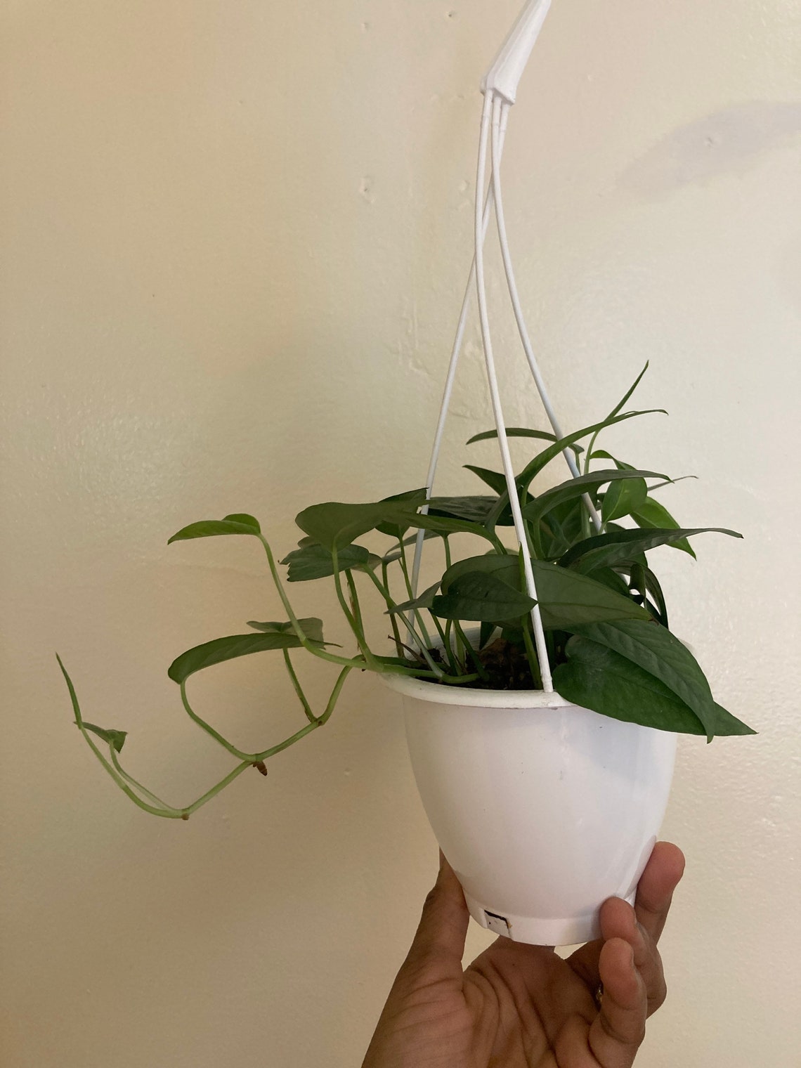 Cebu Blue in 4 inch hanging planter. Live plant. New