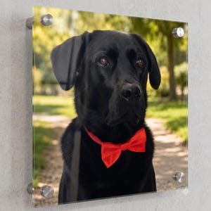 May include: A square acrylic wall art print featuring a portrait of a black Labrador retriever wearing a bright red bow tie. The print is mounted with four silver-toned metal standoffs at the corners, creating a floating effect against the wall.