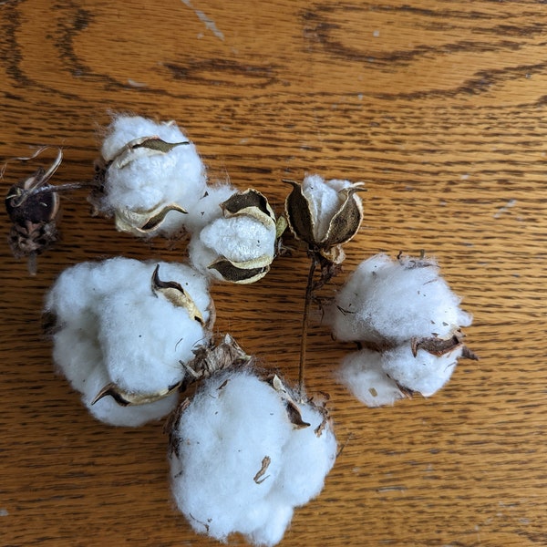 Organic Cotton Bolls for Crafts/ Organically Grown Cotton/ Sustainable Craft Supplies