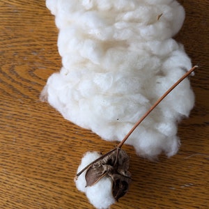 May include: A close-up of a cotton boll with fluffy white fibers attached to a brown stem. The cotton boll is sitting on a wooden surface.
