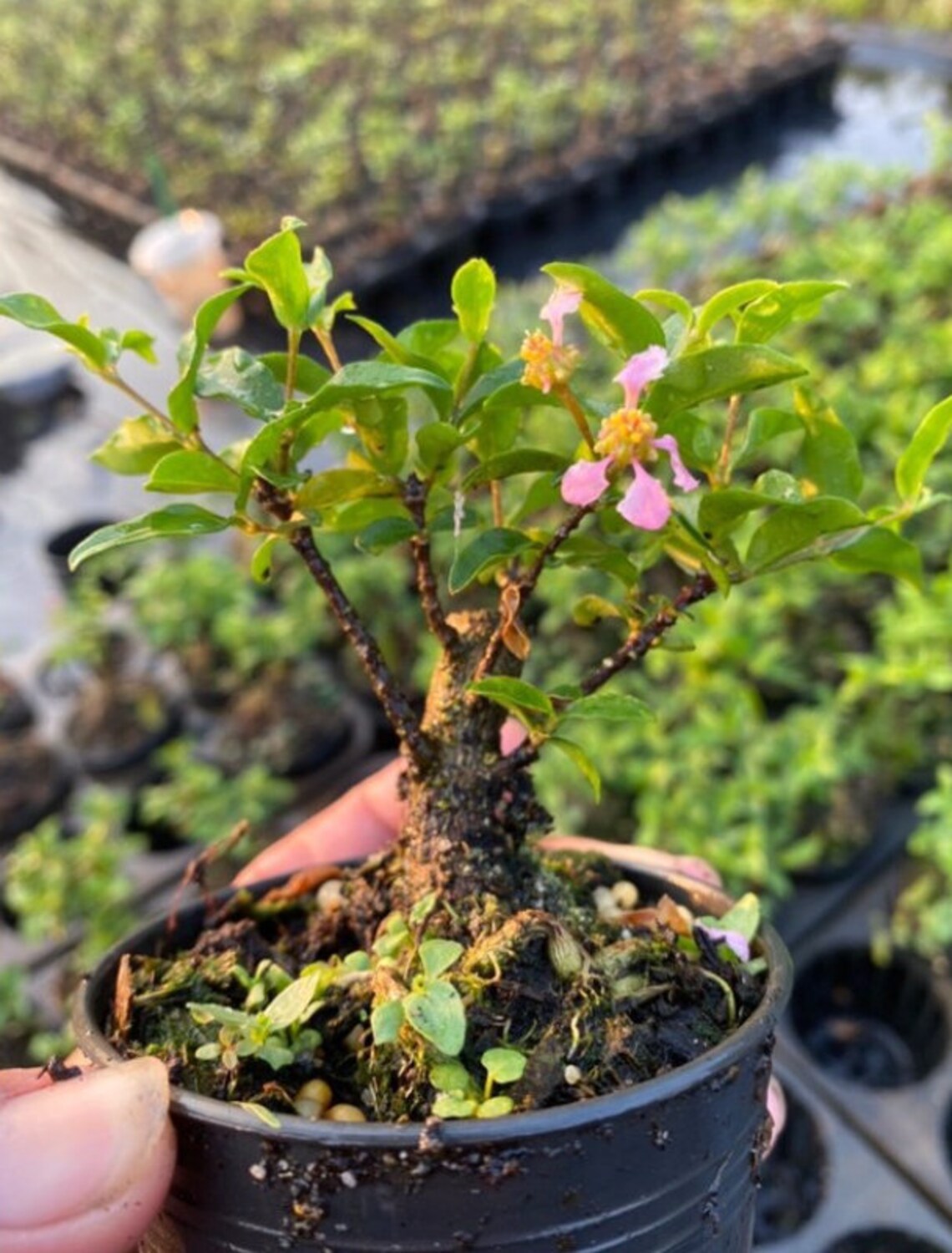 Rare Live Dwarf Barbados Cherry Bonsai Etsy