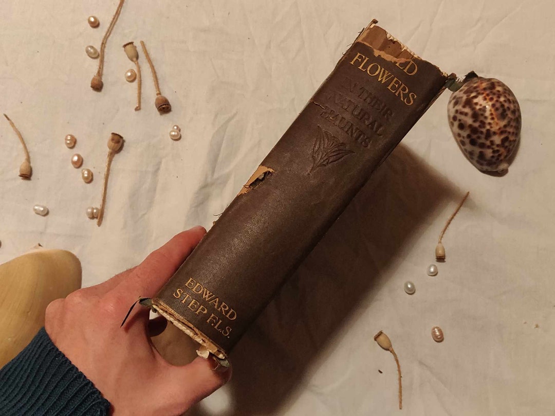 1905 Wild Flowers Month by Month in Their Natural Haunts by Edward Step