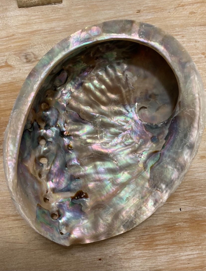 45 Abalone Shell | Etsy