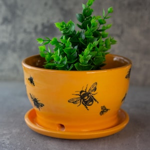 May include: A bright orange ceramic planter with a matching saucer. The planter is decorated with black bee illustrations. The planter holds a vibrant green plant. The planter has a drainage hole.