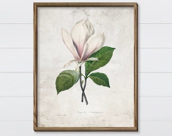 White Magnolia Wall Art - Farmhouse Floral Wall Art