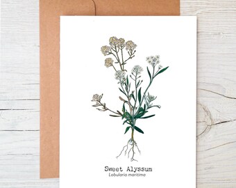 May include: A white card featuring a botanical illustration of a sweet alyssum plant with white flowers and green leaves. The text "Sweet Alyssum Lobularia maritima" is printed below the illustration.