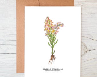 May include: A white card with a watercolour illustration of a spurred snapdragon flower with pink and yellow petals. The text "Spurred Snapdragon" and "Linaria maroccana" is printed below the illustration.