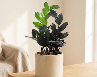 Zz Live Plant Black Queen | Low Light House Plants | Zz Houseplants Fully  Rooted | Easy Care Low Maintenance Plants Gift | Houseplants - Etsy