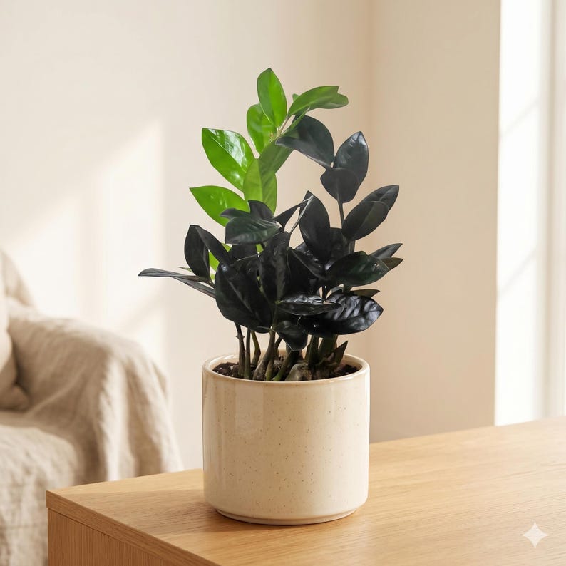 Austin Jungle Co. ZZ Plant