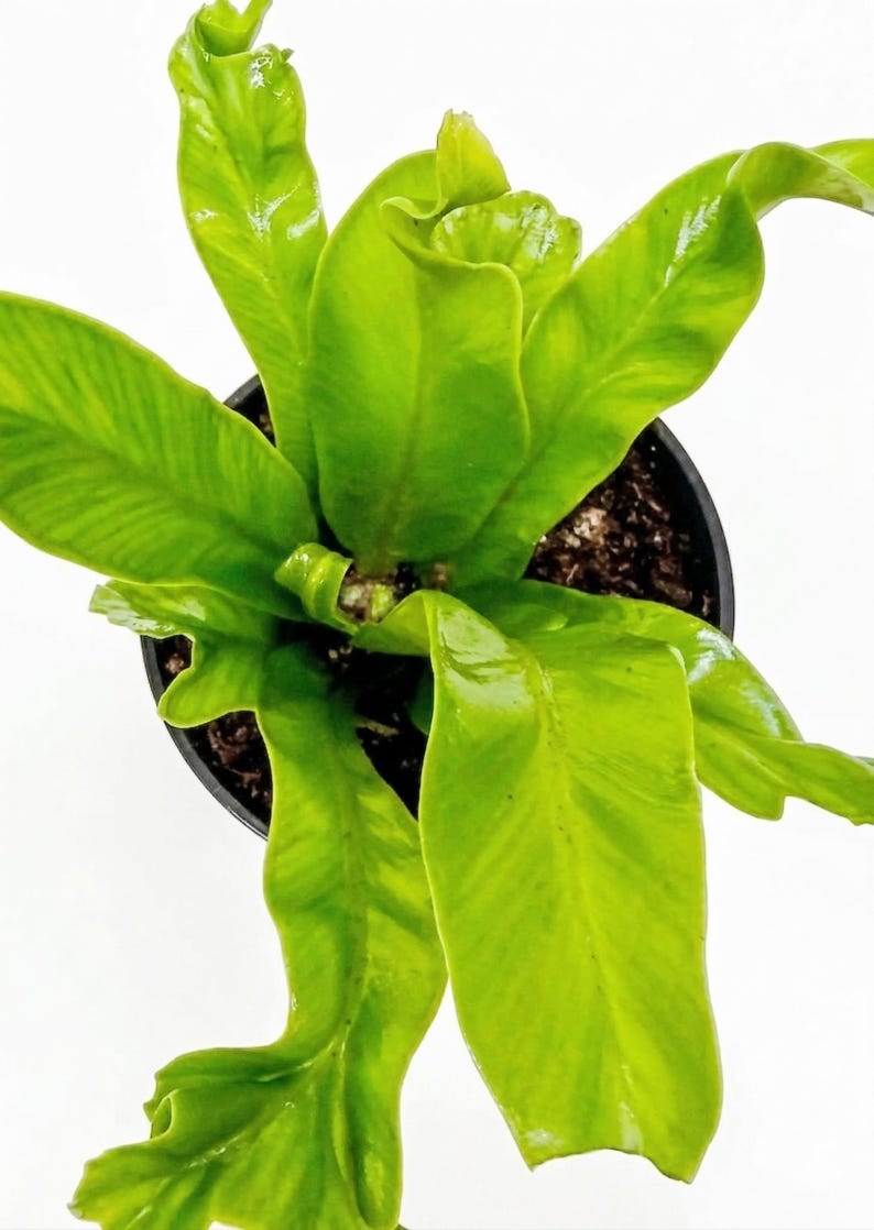 Austin Jungle Co. Bird’s Nest Fern - Thumbnail 3