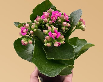 Kalanchoe Blossfeldiana – Flaming Katy Succulent Houseplant | Bright Long-Lasting Flowers | Easy Care Indoor Plant | Colorful Gift Plant