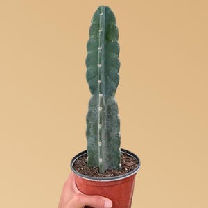 Cereus Cuddly Cactus – Spineless & Smooth Succulent Cactus | Easy Care Indoor Plant | Unique Desert Decor  Gift