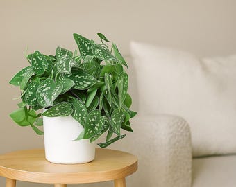 Satin Pothos - Scindapsus pictus ‘Argyraeus’ - Silver Variegated, Trailing Houseplant