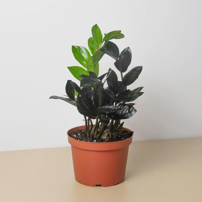 Austin Jungle Co. ZZ Plant - Thumbnail 2