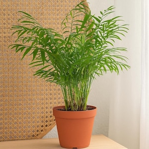 Parlor Palm – Chamaedorea Elegans | Low Light Indoor Palm | Easy Care Houseplant | Tropical Decor | Perfect for Offices & Homes