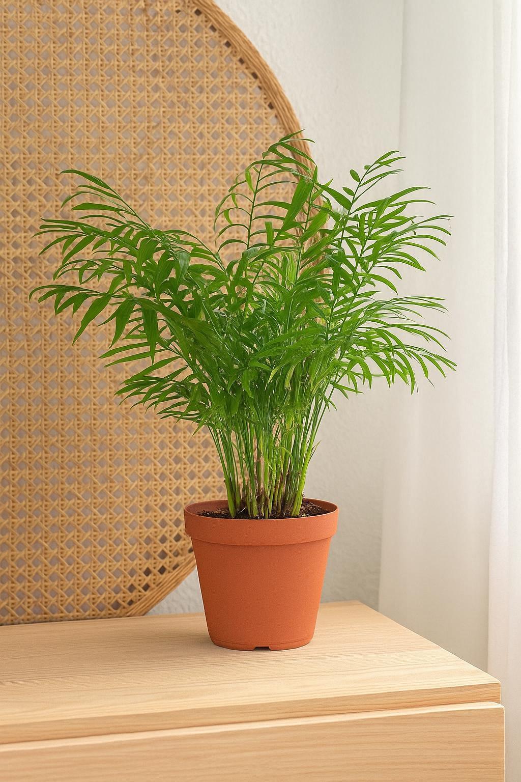 Parlor Palm – Chamaedorea Elegans | Low Light Indoor Palm | Easy Care Houseplant | Tropical Decor | Perfect for Offices & Homes