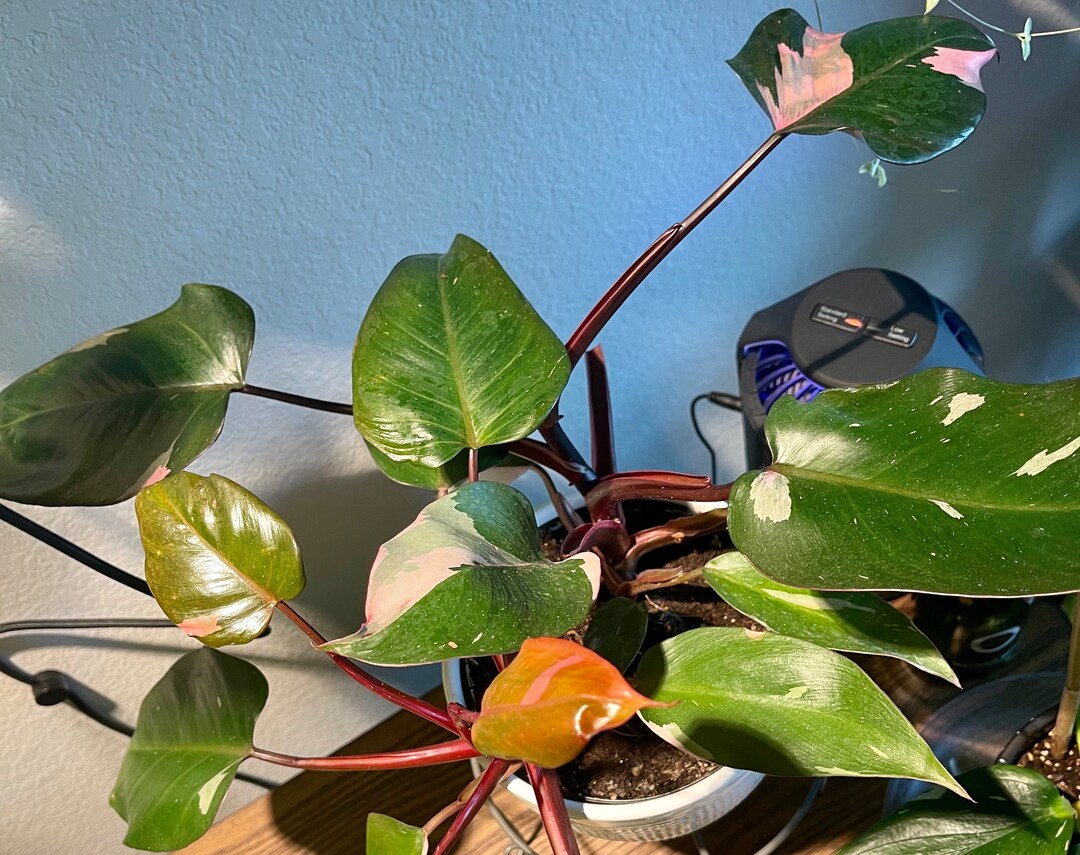 Philodendron Pink Princess Cutting Live Plant Etsy