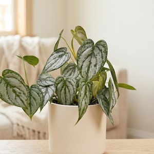 Philodendron Brandi - Philodendron brandtianum - Silver Foliage, Climbing Houseplant