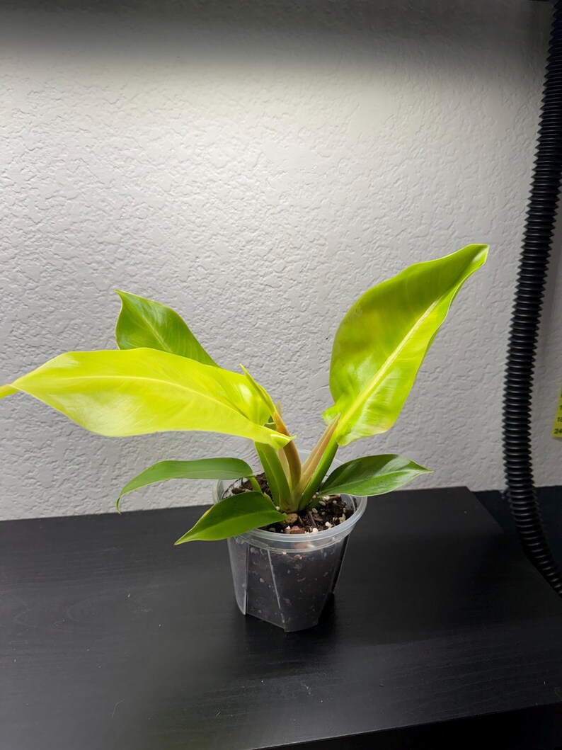Austin Jungle Co. Philodendron Moonlight - Thumbnail 5