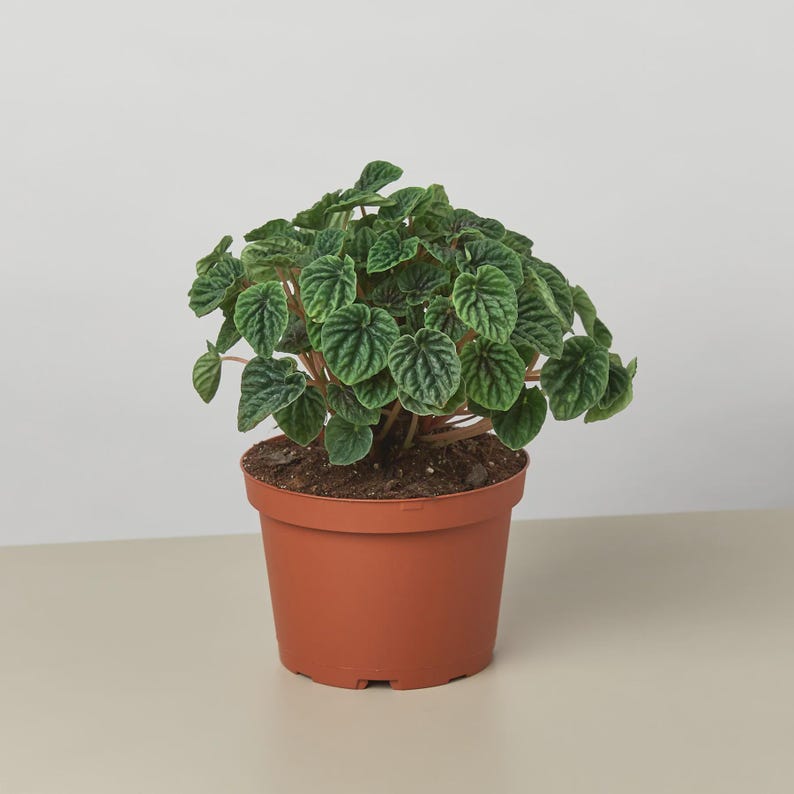 Austin Jungle Co. Ripple Peperomia - Thumbnail 2