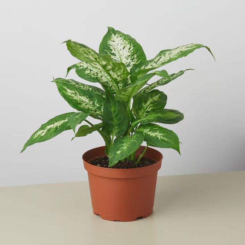 AustinJungleCo Dieffenbachia Tropic Snow - Thumbnail 2
