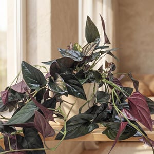 May include: A potted houseplant with dark green and burgundy leaves. The plant has large, glossy leaves and trailing vines. The pot is a neutral cream color, and the plant sits on a wooden shelf near a window.