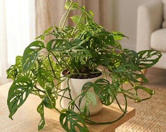 Monstera Adansonii Swiss Cheese Plant, 4" Pot, Indoor Trailing Vine - Etsy