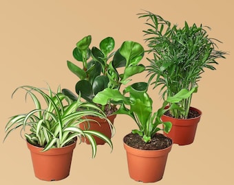 droopy spider plant Spider Plant 'Reverse'