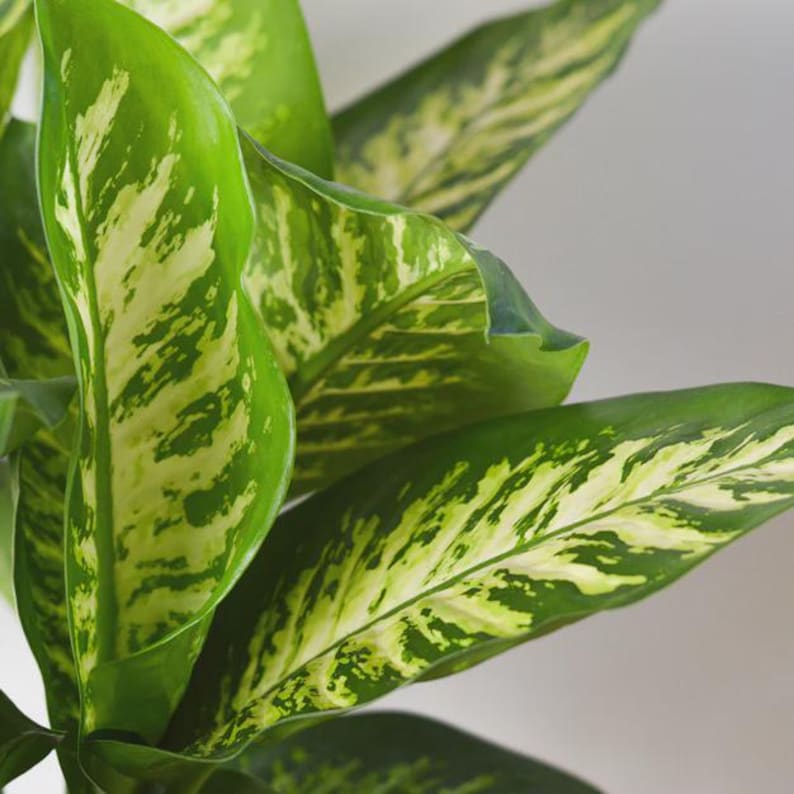 AustinJungleCo Dieffenbachia Tropic Snow - Thumbnail 4