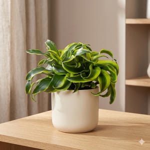 May include: A vibrant green and yellow plant with long, curved leaves, potted in a cream-colored ceramic pot. The plant sits on a light-colored wooden surface, with a neutral background.