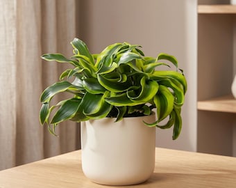 dracaena tornado plant care Dracaena Tornado 6