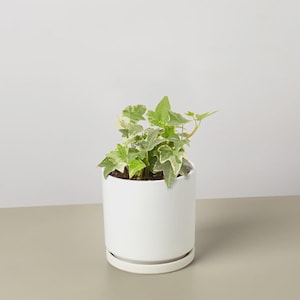May include: A small potted plant with green and white variegated leaves. The plant is in a white ceramic pot with a matching saucer. The pot is cylindrical and sits on a neutral-colored surface against a white background.