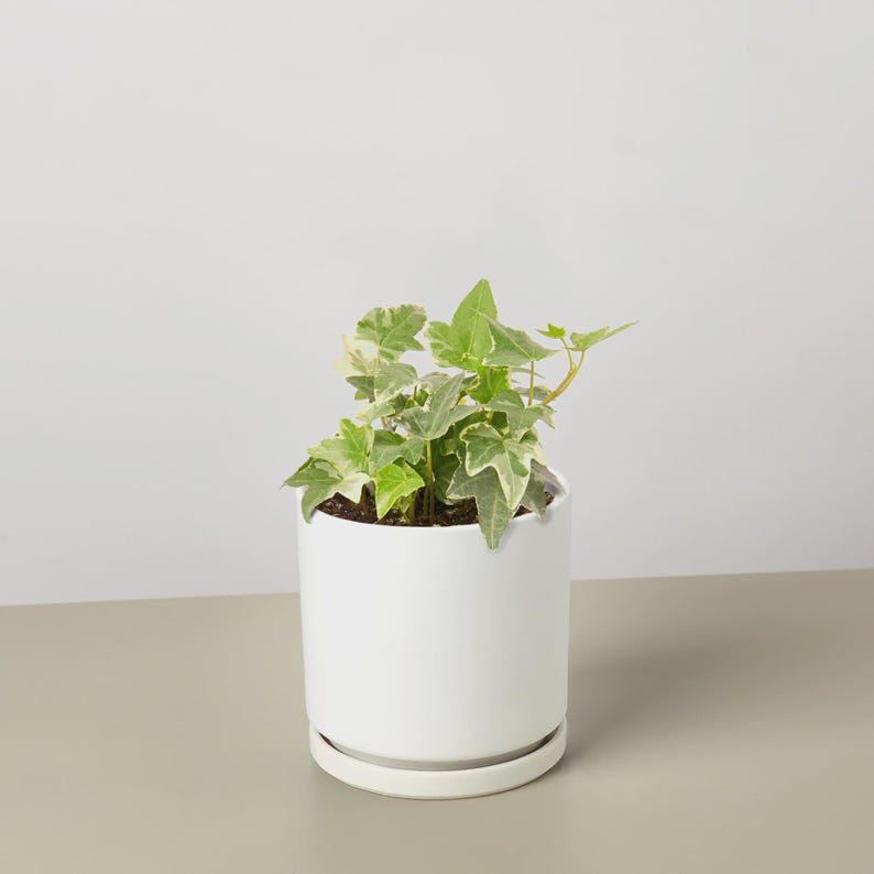 May include: A small potted plant with green and white variegated leaves. The plant is in a white ceramic pot with a matching saucer. The pot is cylindrical and sits on a neutral-colored surface against a white background.