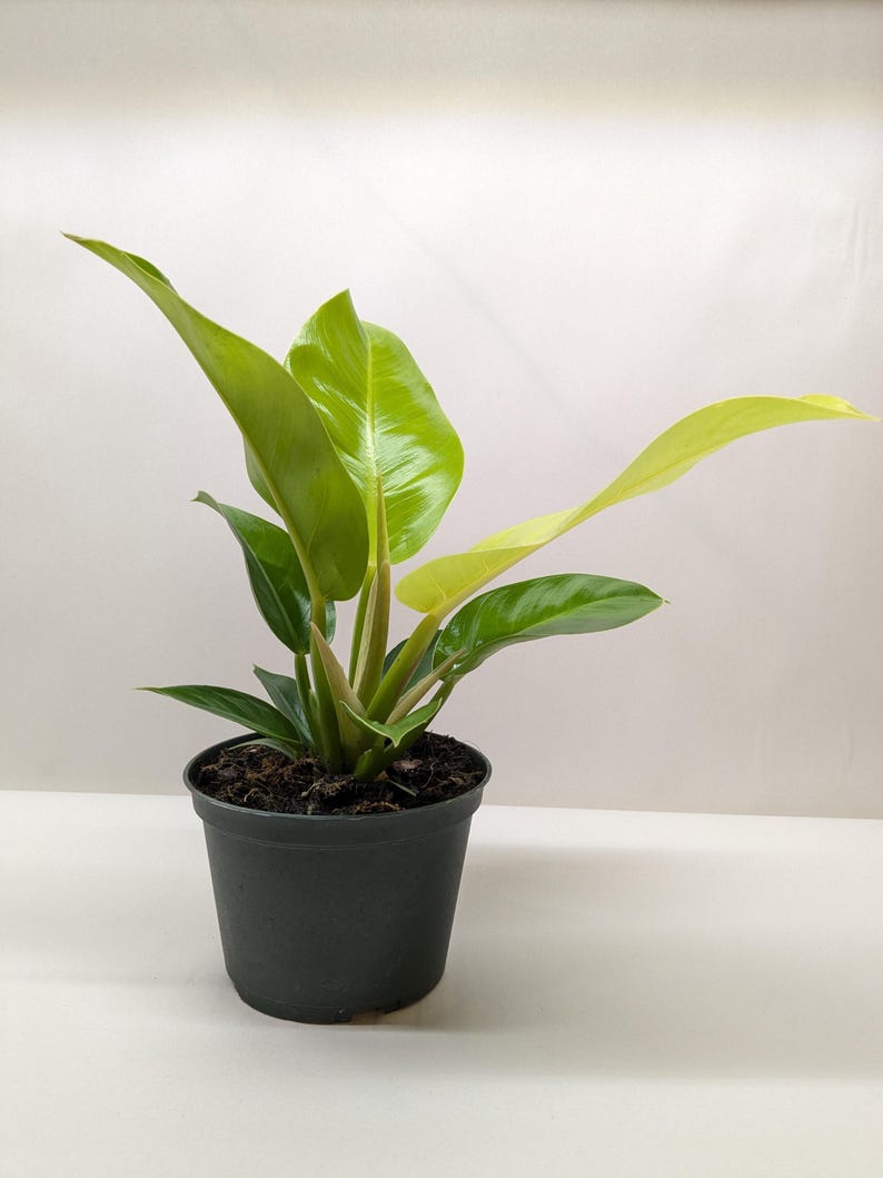 Austin Jungle Co. Philodendron Moonlight