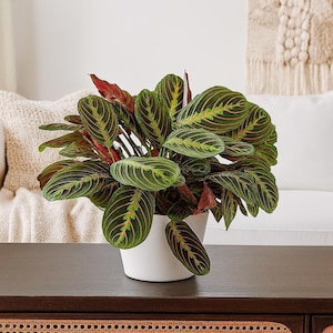 Red Maranta - Maranta leuconeura var. erythroneura - Prayer Plant, Colorful Foliage
