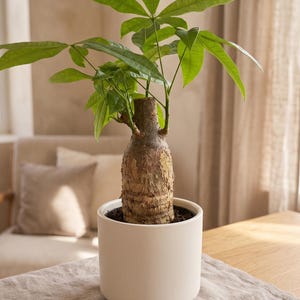 May include: A Money Tree plant in a white ceramic pot. The plant has bright green leaves and a thick, textured trunk. The pot sits on a neutral-colored linen tablecloth, with a neutral background.