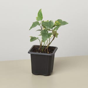 May include: A small potted plant with green and white variegated leaves. The plant is in a square, black plastic pot. The leaves have a distinctive shape and pattern, with a mix of green and creamy white hues. The pot is sitting on a light-colored surface.