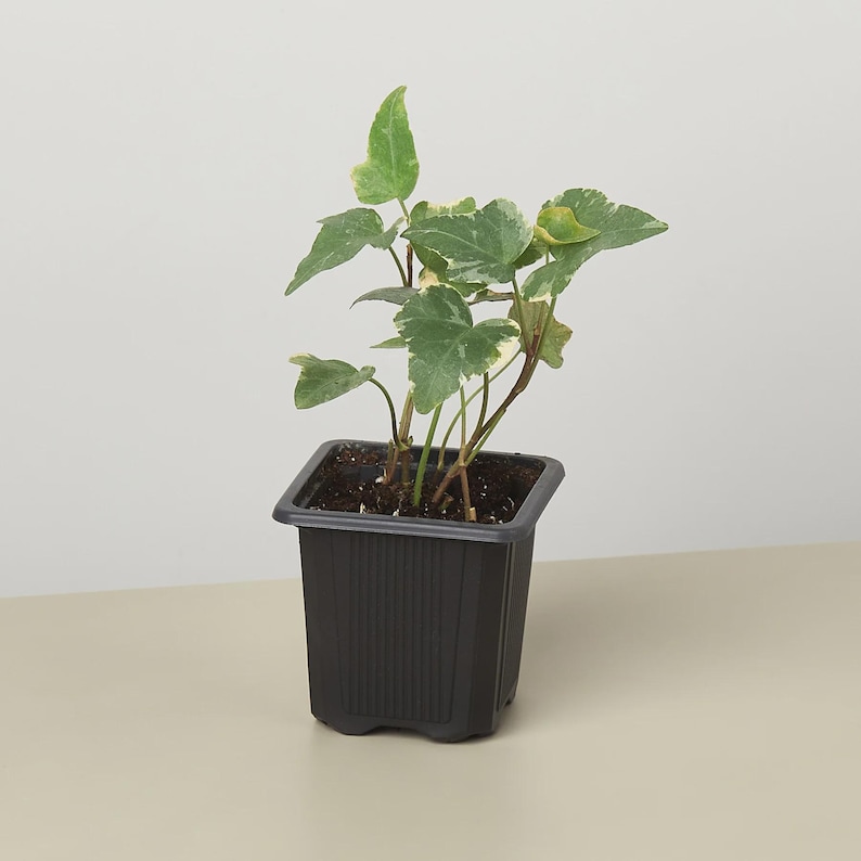May include: A small potted plant with green and white variegated leaves. The plant is in a square, black plastic pot. The leaves have a distinctive shape and pattern, with a mix of green and creamy white hues. The pot is sitting on a light-colored surface.