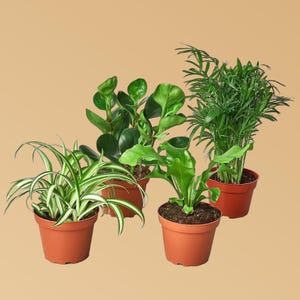 3&quot; Pet-Friendly Variety Bundle – Easy Care Houseplants Safe for Pets & Kids | Indoor Plant Collection | Gift for Plant Lovers